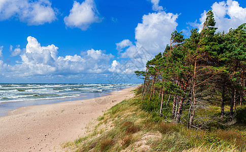 波罗的海美丽的景色风景松树冻结假期爬坡道海滩蓝色海洋高度季节天空图片
