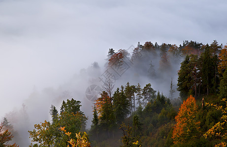 秋天高山森林雾中图片