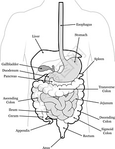 消化系统图图片