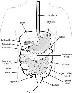 消化系统图图片