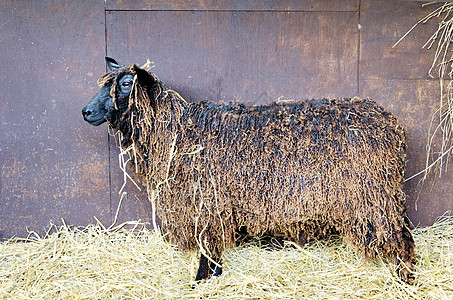 温斯利代尔哺乳动物农场动物家畜羊毛母羊稻草内存黑色图片