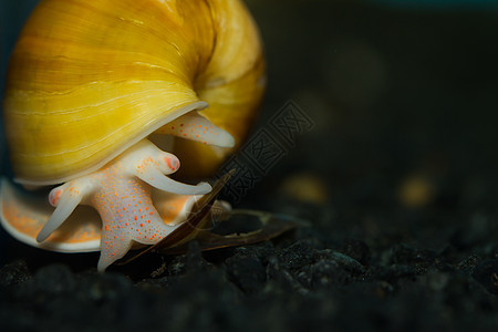 黄苹果螺旋水族学宏观黄色格式控制板动物果肉世界橙子图片