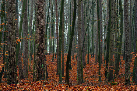 混合秋天森林松树梦境树干树木针叶下雨林地荒野树叶季节图片