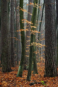 森林中的角束树图片