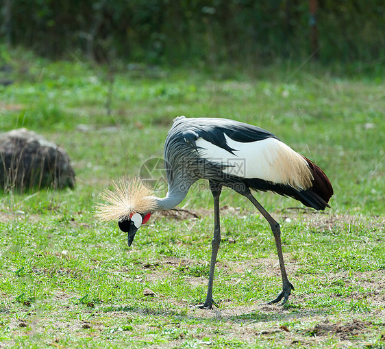 型灰冠鹤公园动物兽头灰色热带野生动物脖子图片