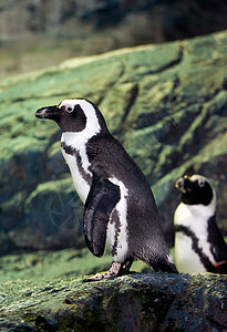 企鹅生活冒险气候旅行殖民地野生动物荒野海滩动物团体图片