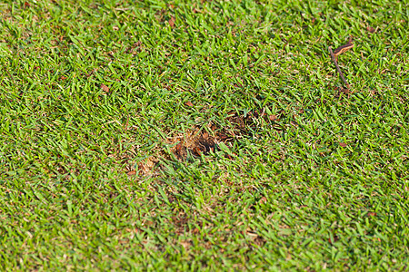 高尔夫球场新码头失败地面草皮球道高尔夫球绿色图片
