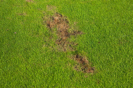 高尔夫球场新码头球道高尔夫球绿色失败草皮地面图片