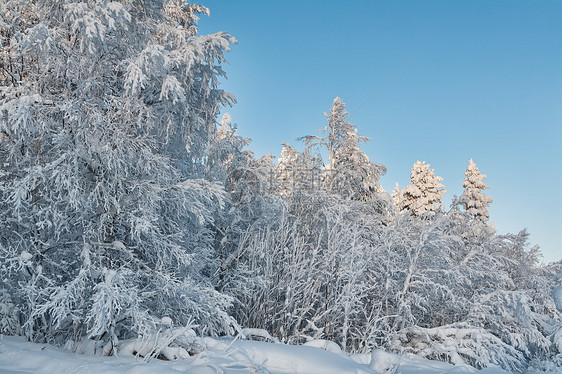 蓝天背景的冬季积雪覆盖的森林图片