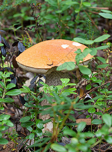 野蘑菇季节荒野森林美味植物学植物木头生长衬套林地图片