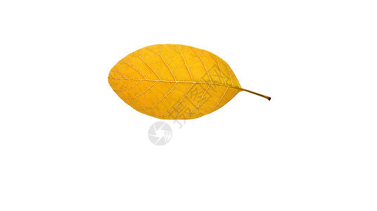 黄叶植物环境树叶静脉叶子植物群白色公园植物学季节图片