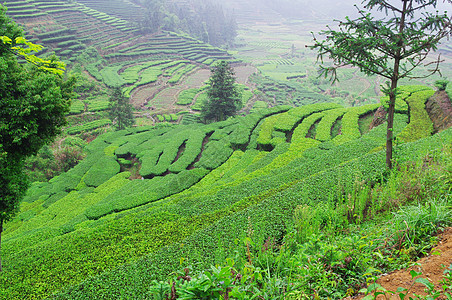 南中国茶叶植物背景图片