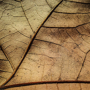秋叶纹理森林叶子黄色金子墙纸静脉骨骼绿色纤维植物学图片