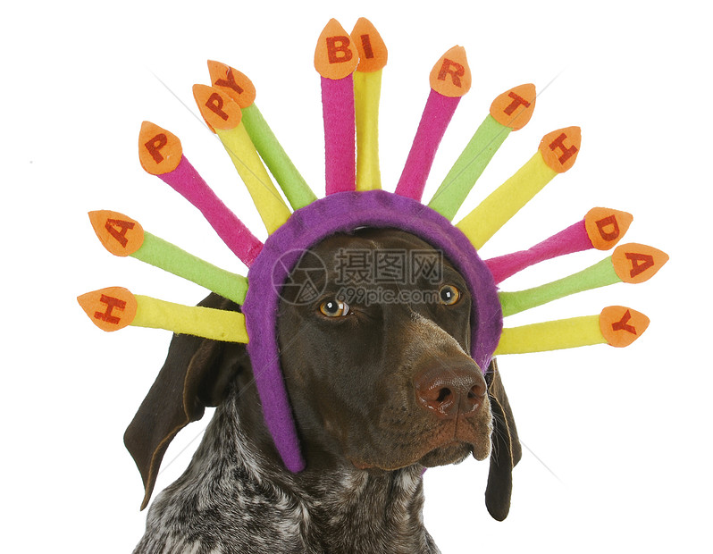 生日快乐狗女孩指针派对展示幸福女性礼物眼镜海报帽子图片