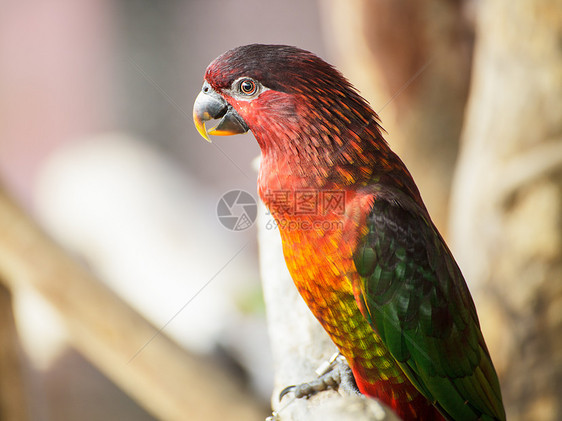 红衣主教红斑鹦鹉鸟图片