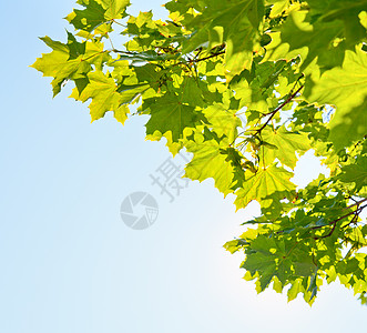 树叶晴天蓝色植物叶子宏观花园美丽活力天空绿色植物图片