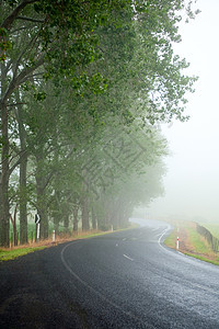 迷雾道路国家小路车道季节绿色薄雾风景乡村阴霾叶子图片