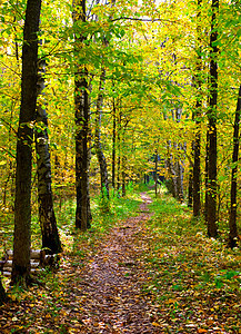 公园小巷树木椴木树干胡同国家叶子途径车道季节远足图片