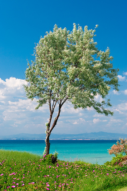 橄榄树假期天堂风景海景植物天空旅行旅游海岸晴天图片