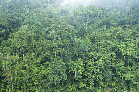 绿色森林背景野生动物风景爬坡叶子季节勘探神话公园乡村场景图片