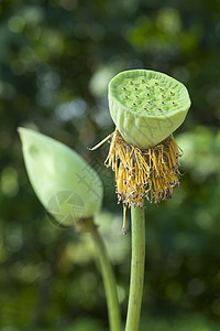 莲花花的种子波水果植物荷花绿色百合食物侵入性森林种子精神图片