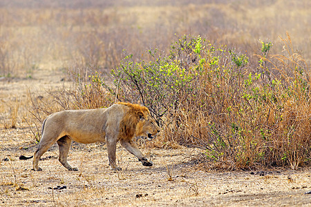 野狮鬃毛野生动物草地食肉男性场地捕食者头发动物黄色图片