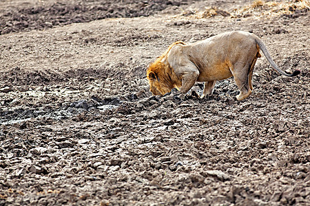 野狮鬃毛狮子黄色野生动物食肉毛皮荒野草原眼睛场地图片