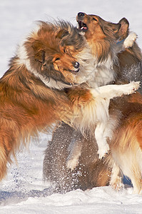 雪中羊圈狗宠物纯种狗团体女性小狗季节牧羊犬红色挣扎毛皮图片