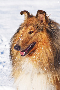 雪中科里狗小狗团体牧羊犬红色季节毛皮男性宠物头发纯种狗图片