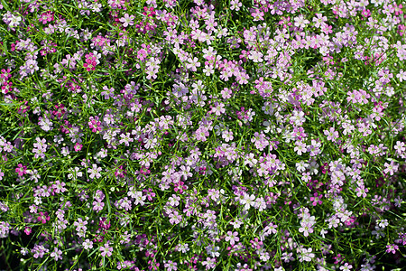 Gypsophila 花花阳光报复植物园艺植物群白色粉色背景绿色紫色图片