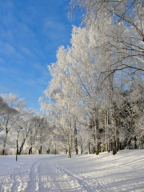 雪地公园冷冻树木背景图片