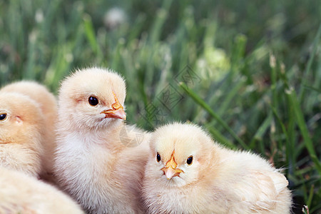 小鸡农场动物照片家畜浅黄色免费家禽黄色橙子团体图片