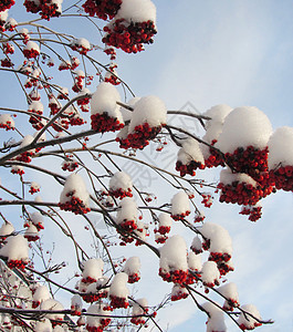 冻雪树枝上的红莓图片