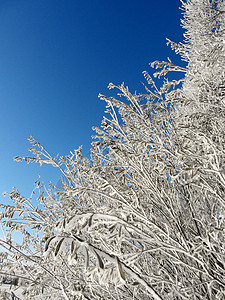 冻冻的雪树枝图片