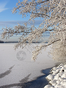 冰冻湖附近的雪树图片