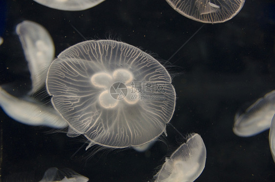 杰利海鱼 奥丽莉亚游乐场 游泳荧光潜水野生动物生物圆形浮游水螅蓝色海蜇海洋图片