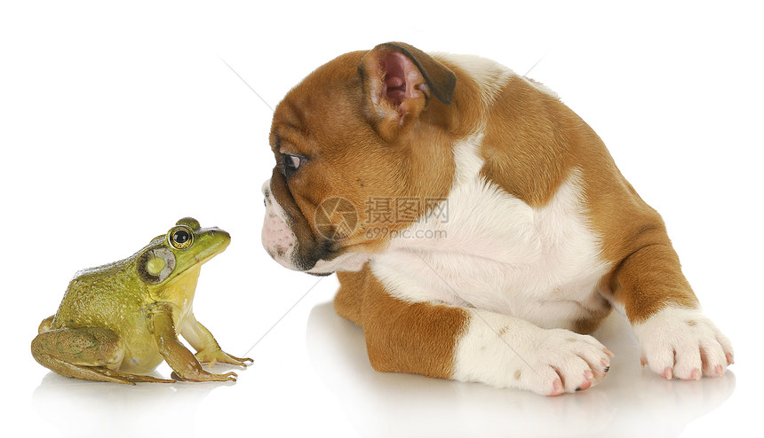 带牛蛙的可爱小狗哺乳动物胡须耳朵蟾蜍两栖动物男性女性犬类动物婴儿图片
