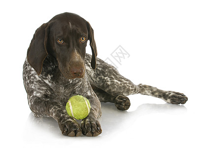 带球的狗狗玩具兽医训练乐趣网球小狗说谎诊所注意力猎犬图片