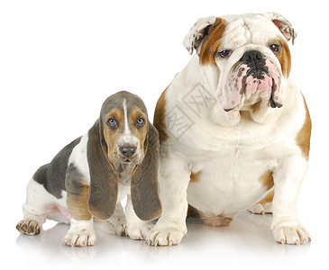 2只2只狗眼睛宠物三色哺乳动物斗牛犬软盘成人工作室猎犬耳朵图片