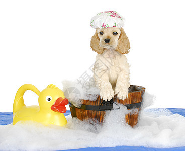 小狗洗澡时间工作室泡沫蓝色引擎盖花朵动物犬类宠物朋友帽子图片