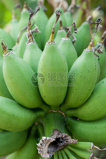 绿香蕉收成场地食物热带种植园绿色团体生长水果植物图片