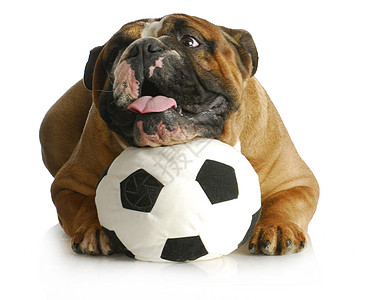 玩球的狗狗棕色爪子鼻子动物说谎打猎朋友英语红色足球图片
