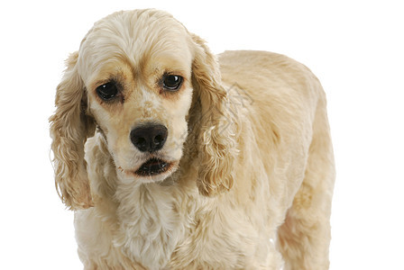 高级狗褐色小狗动物朋友哺乳动物犬类猎犬伴侣宠物白色背景图片