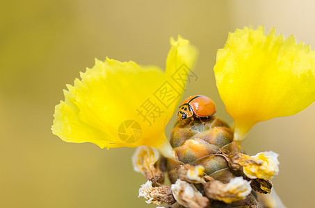 黄花草上的小小虫子瓢虫漏洞昆虫野生动物植物群宏观植物橙子图片