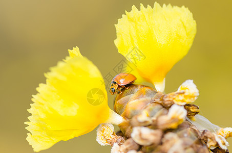 黄花草上的小小虫子宏观野生动物植物昆虫橙子漏洞植物群瓢虫图片