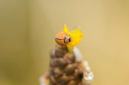黄花草上的小小虫子漏洞野生动物宏观植物群橙子瓢虫植物昆虫图片