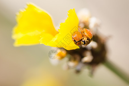 黄花草上的小小虫子漏洞宏观瓢虫昆虫橙子植物野生动物植物群图片