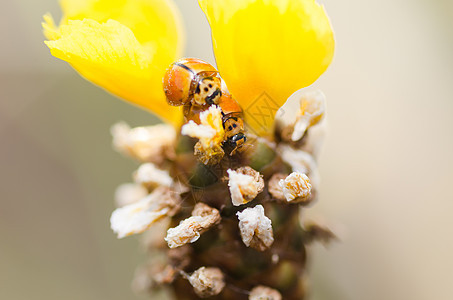 黄花草上的小小虫子植物群橙子野生动物植物瓢虫漏洞宏观昆虫图片