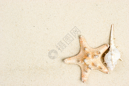 海星和沙上贝壳星星海滨海洋海星温泉海滩软体动物海岸图片