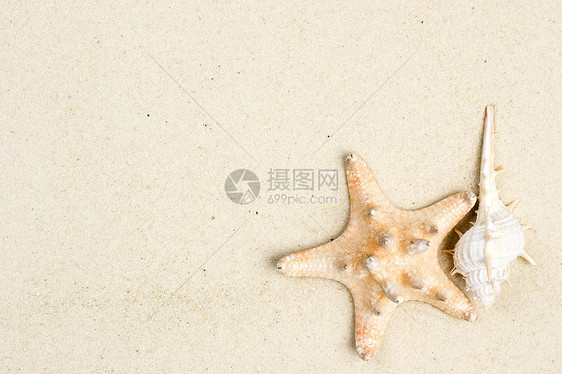 海星和沙上贝壳星星海滨海洋海星温泉海滩软体动物海岸图片